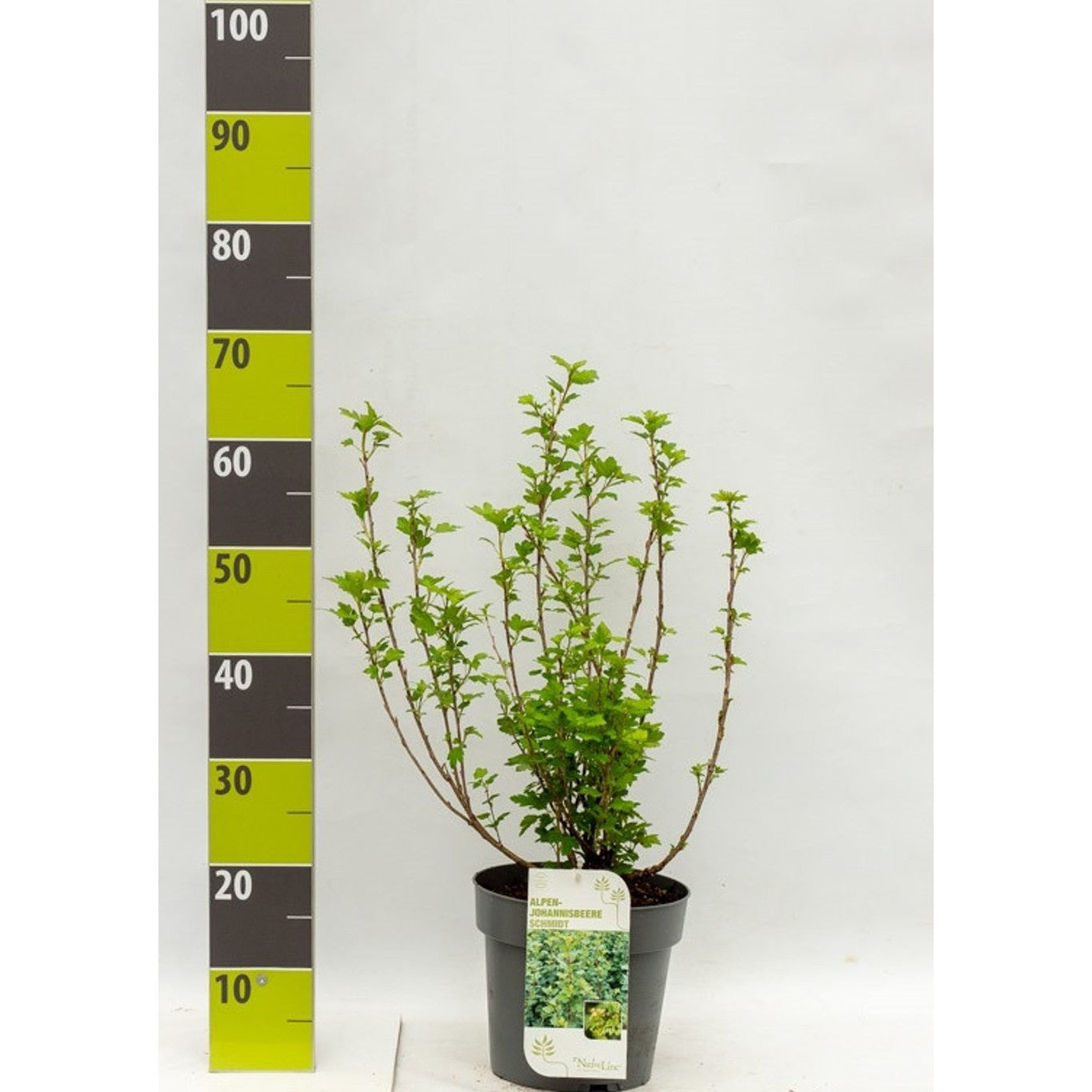 Måbär – Ribes alpinum 'Schmidt' - C4,6 40-60 CM